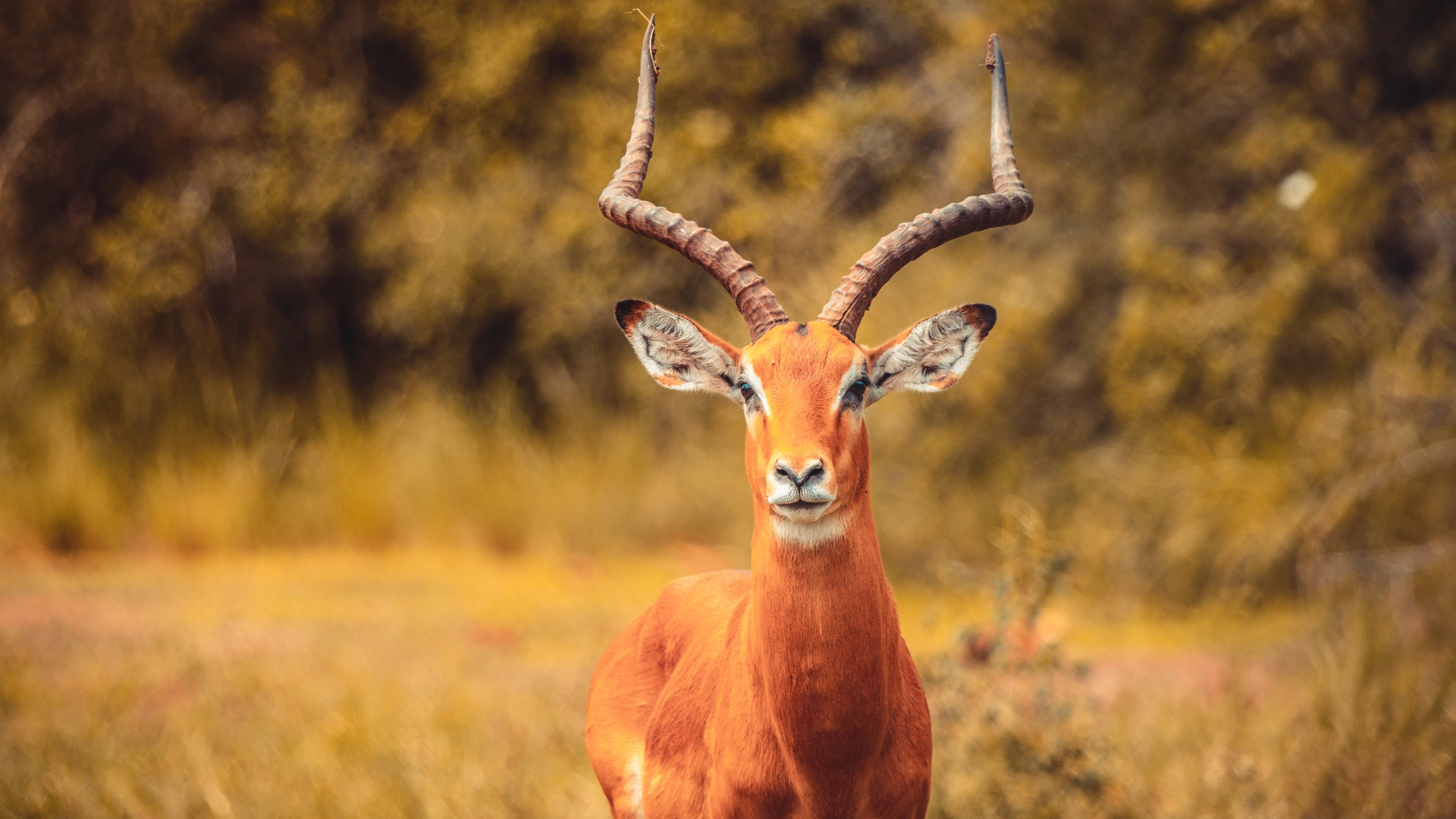 A Beautiful Impala Antelope In A Park