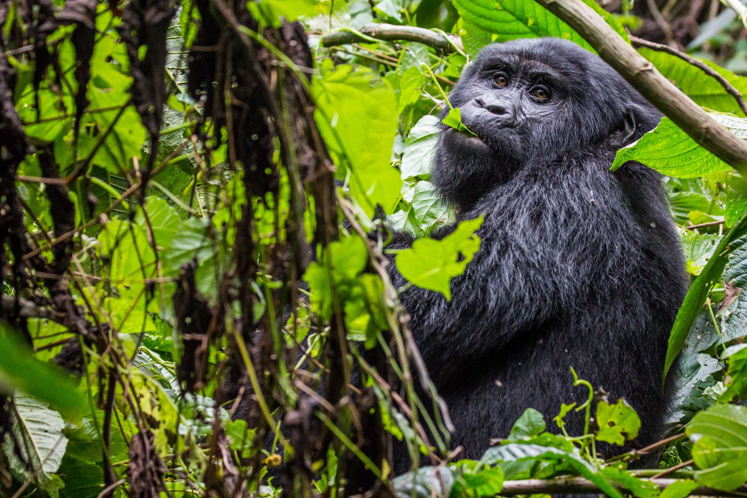 A Gorilla In Bwindi Impenetrable National Forest Park Uganda