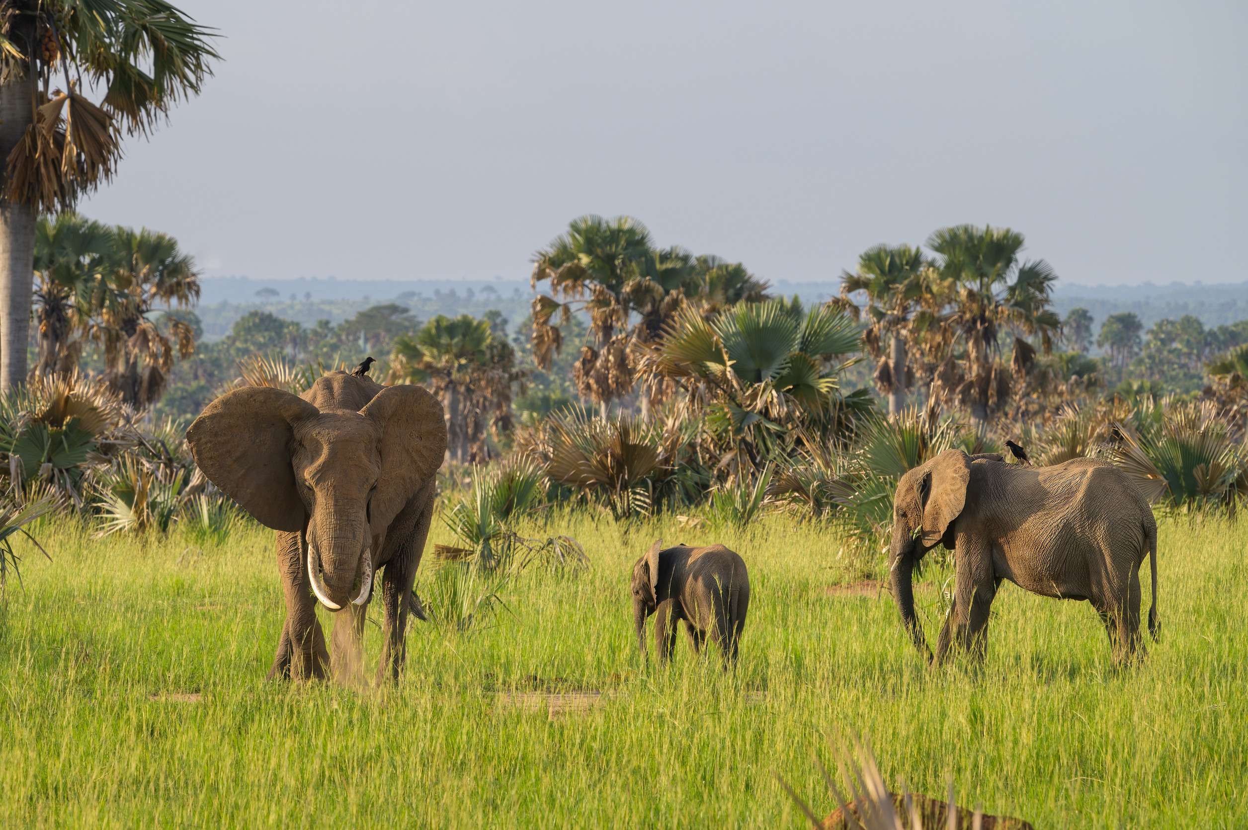 African Bush Elephants In Murchinson Falls National Park Uganda