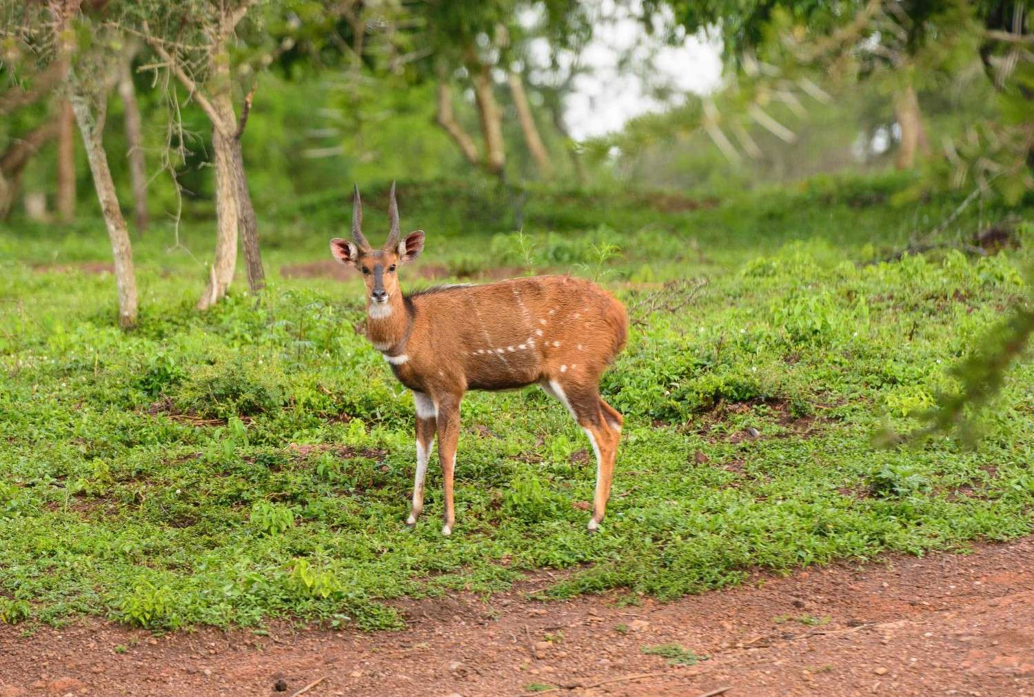 Bushbuck In Lake Mburo National Park