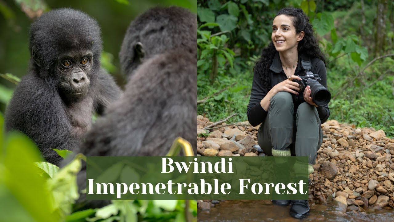 Bwindi Impenetrable Forest