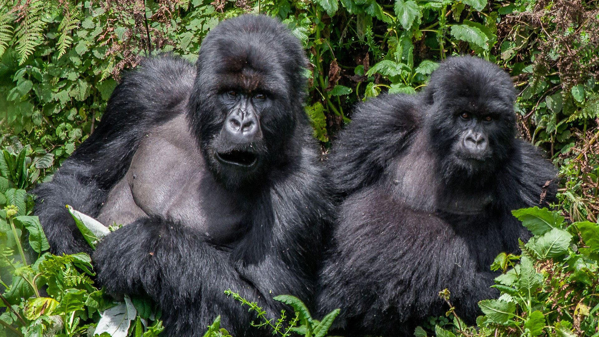 Bwindi Impenetrable National Park