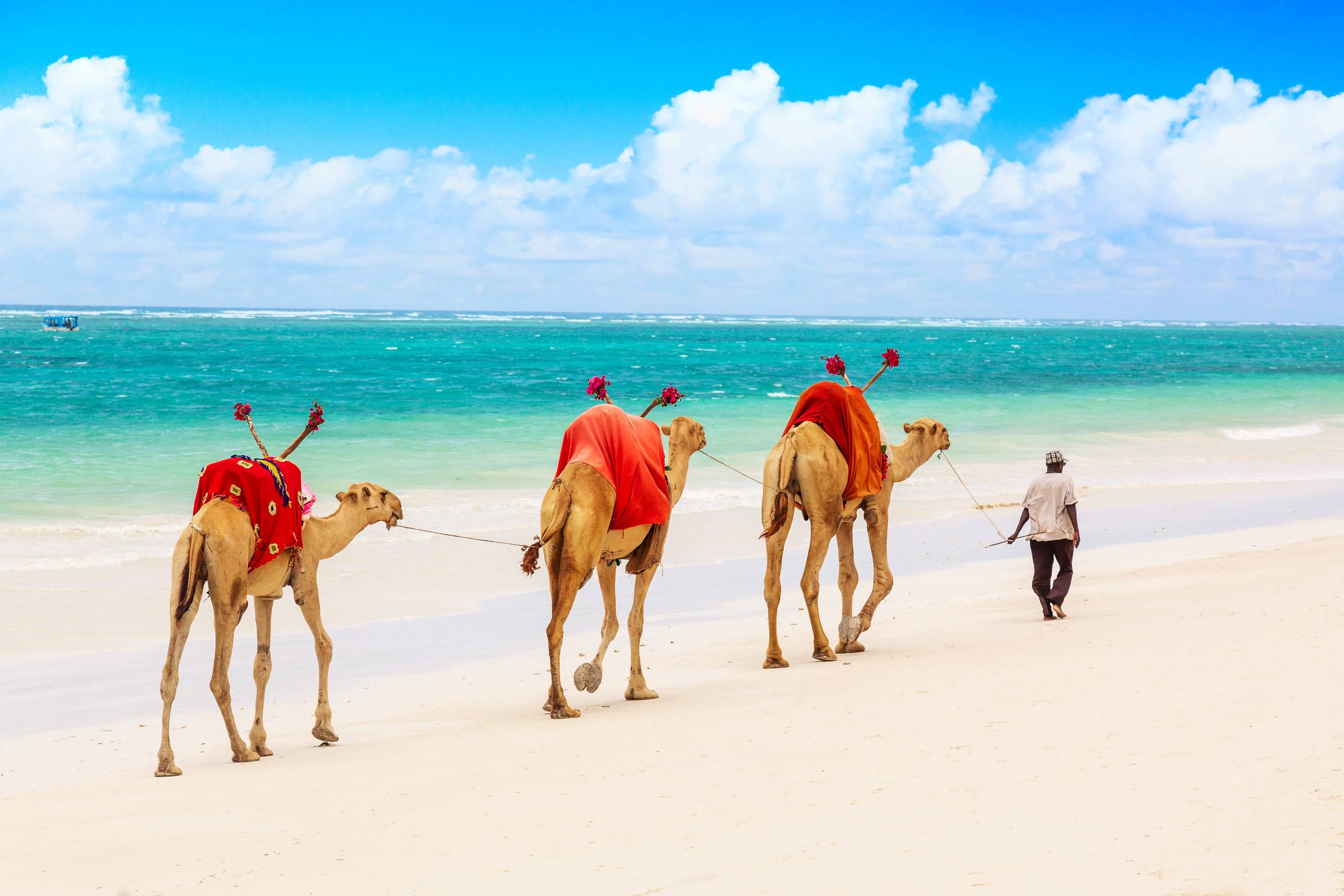 Camels At Diani Beach In Kenya