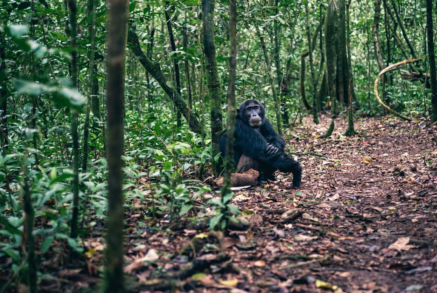 Chimpanzee In Kibale National Park