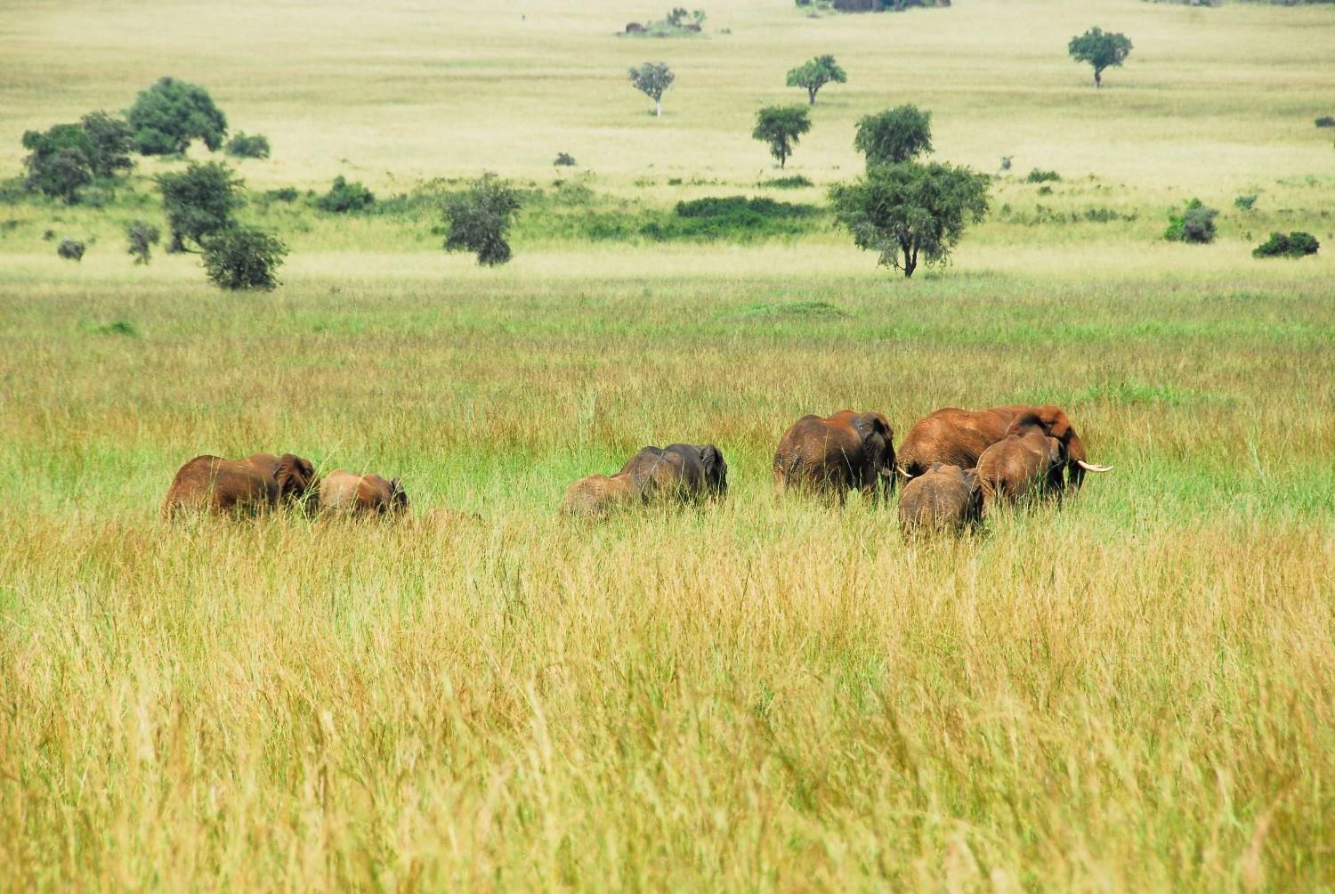 Elephants In Kidepo Valley National Park