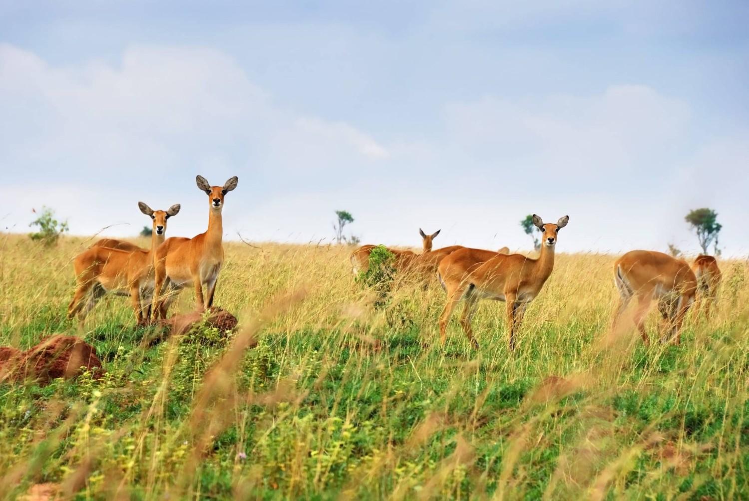 Female Antelopes In Queen Elizabeth National Park Uganda