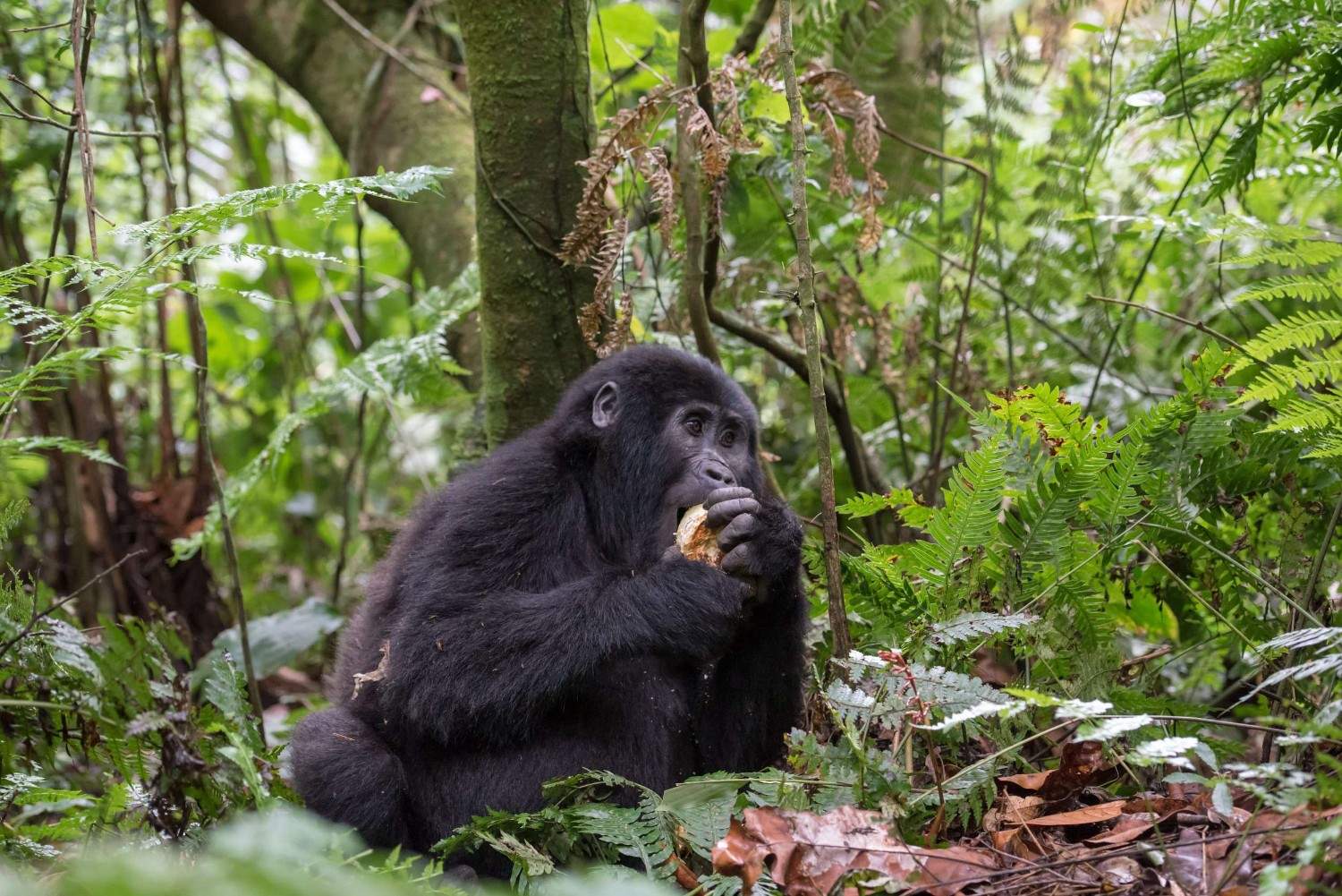 Gorilla In Bwindi National Park Uganda