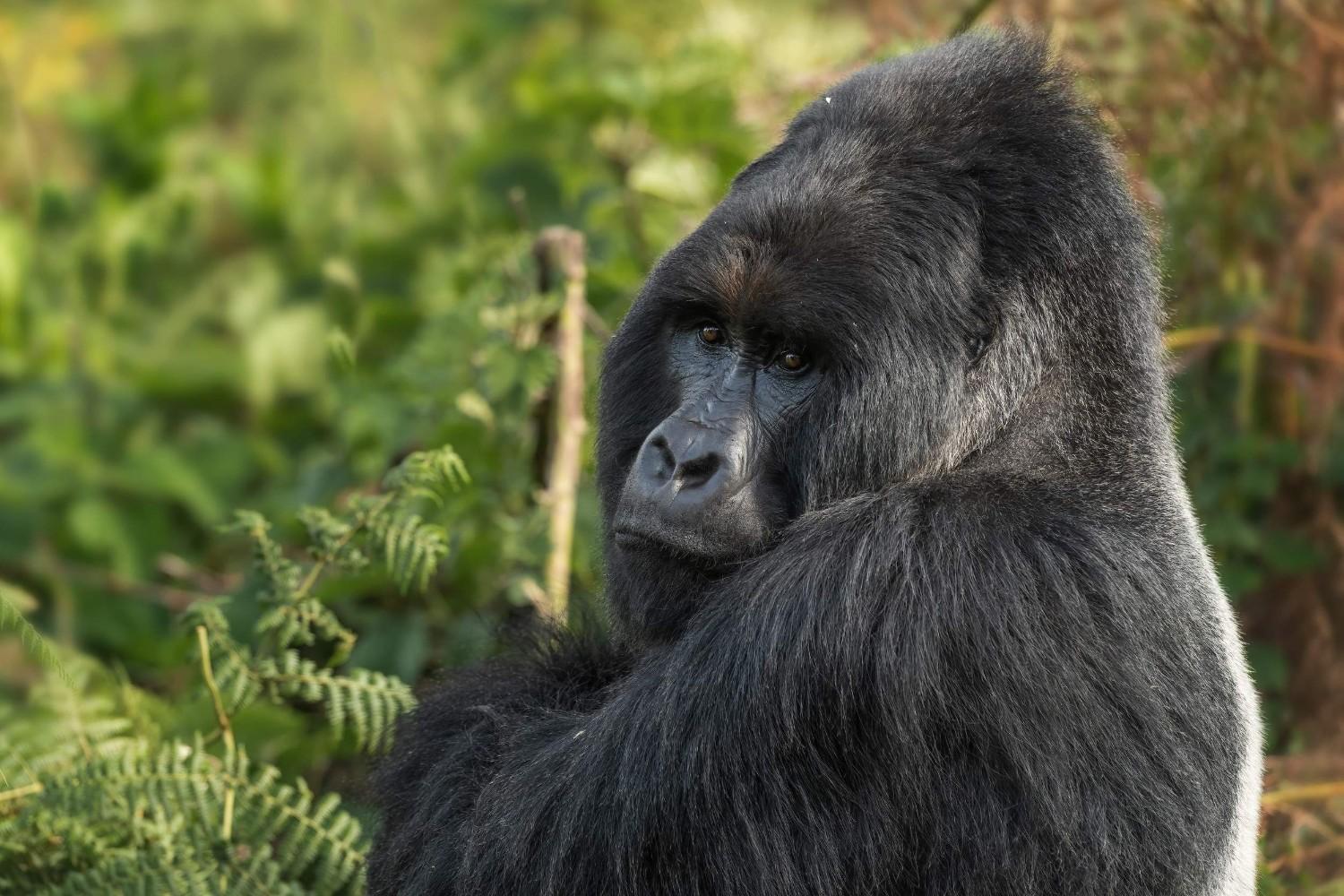 Gorilla In Mgahinga Gorilla National Park