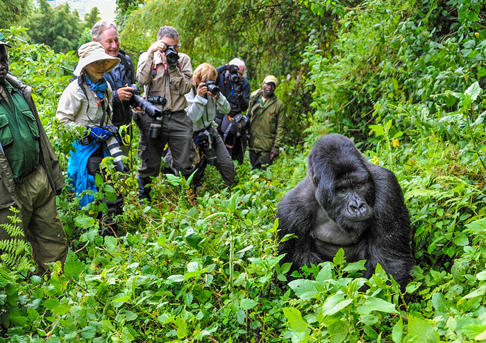 Gorilla Trekking