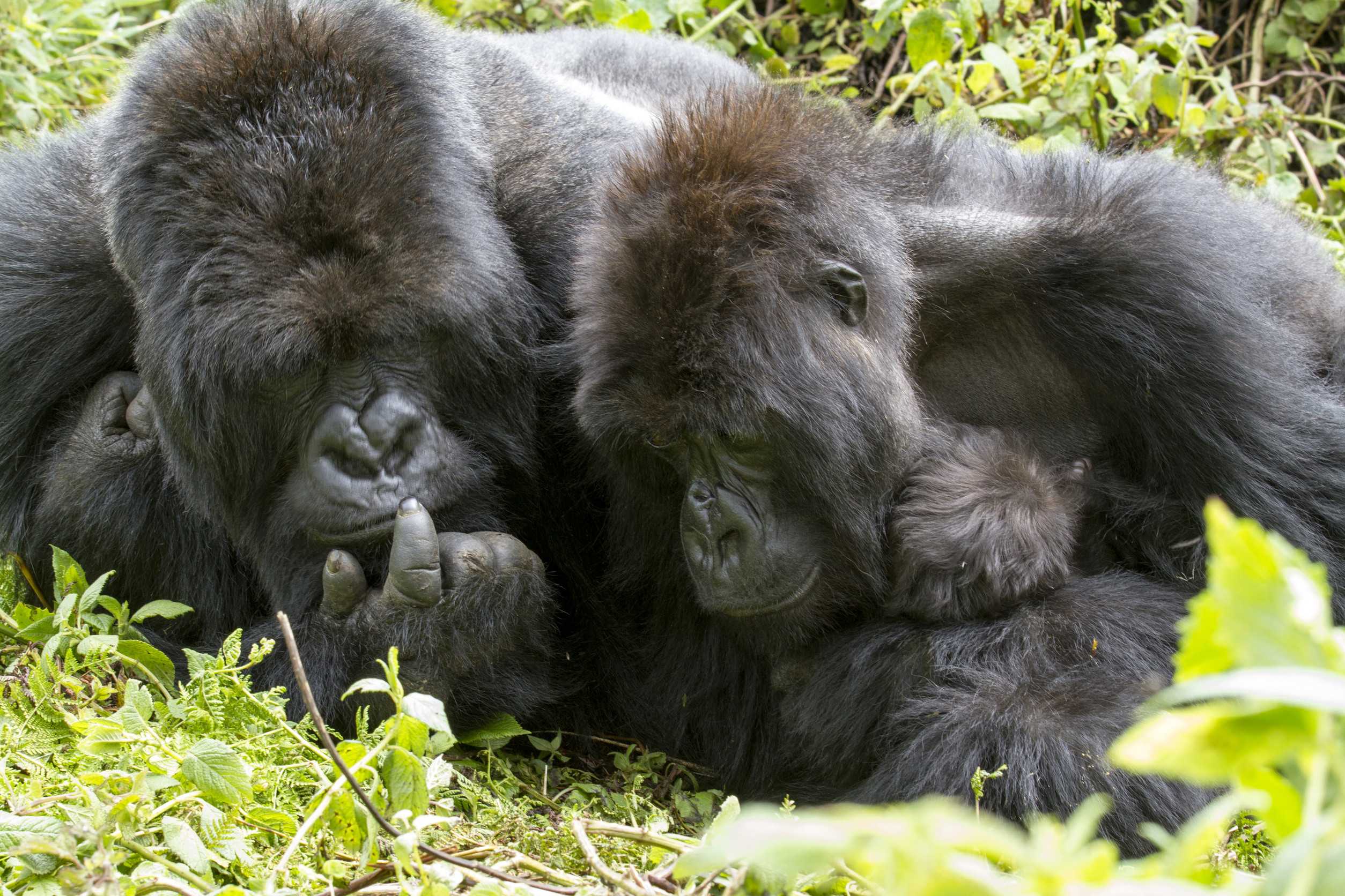 Gorillas Family In The Rainforest Of Biwindi Impenetable National Park Uganda