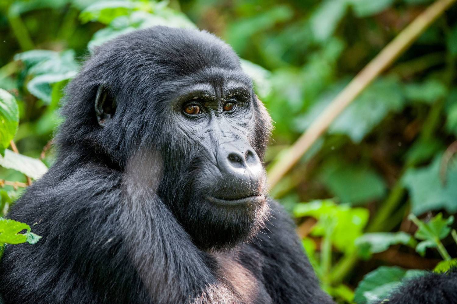Mountain Gorilla In Bwindi Impenetrable Forest