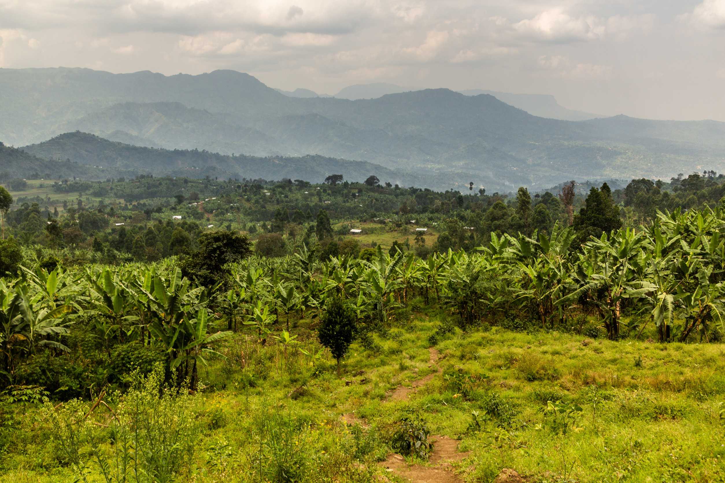 Rural Landscape Near Mount Elgon Uganda