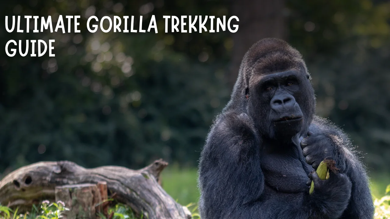Ultimate Gorilla Trekking Guide