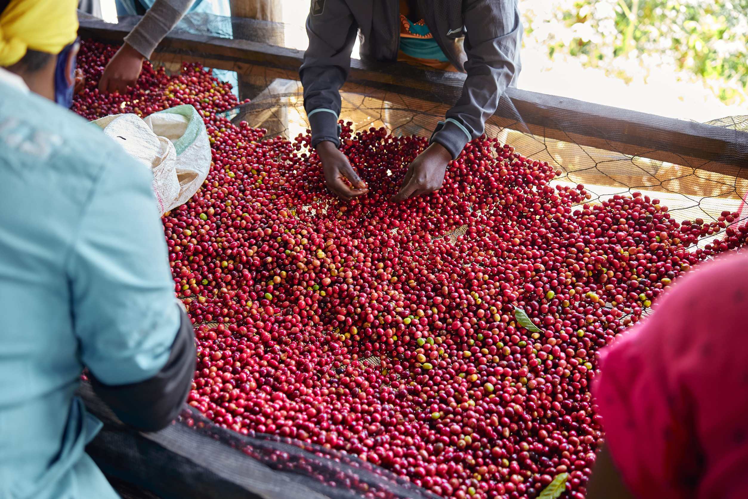 Workers Picking Out Coffee Beans