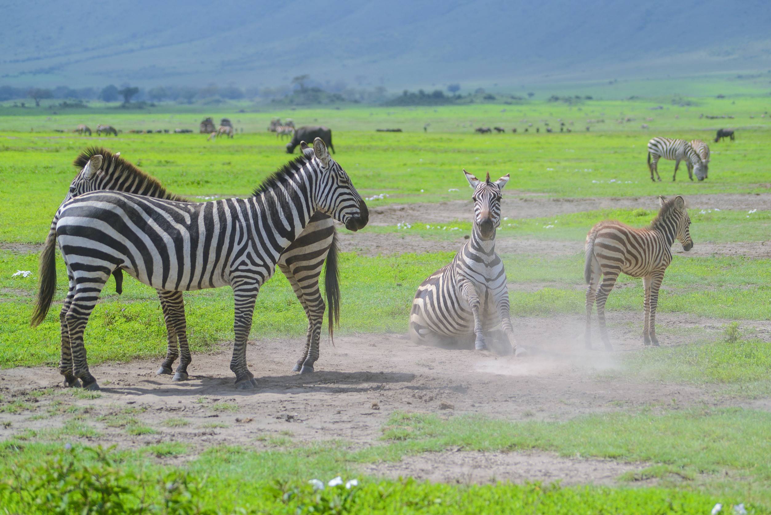 Zebras Graze In The Plains Of Ngorongoro Crater